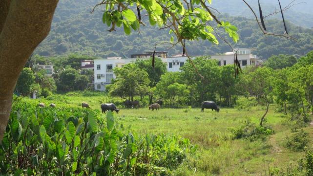 Mui Wo 2.06.2018 (10)